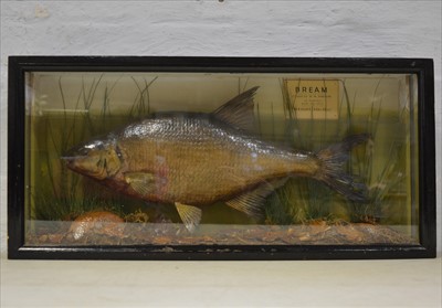 Lot 481 - Taxidermy; Bream, 1952, glazed, case, 64cm.