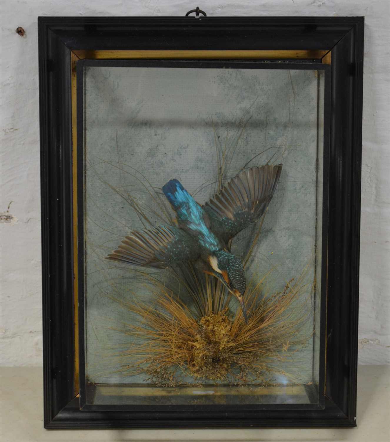 Lot 482 - Taxidermy; Kingfisher, glazed wall-mounted...