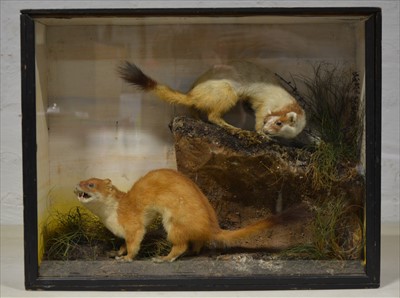 Lot 483 - Taxidermy; Two Stoats, black painted glazed...