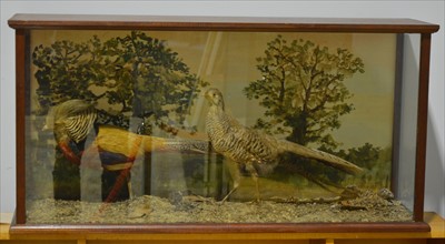 Lot 313 - Taxidermy; Two Pheasants, hardwood glazed case,...