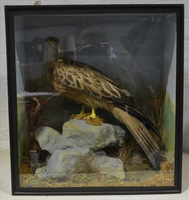 Lot 488 - Taxidermy; Red Kite, naturalistic black...