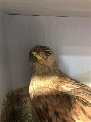 Lot 488 - Taxidermy; Red Kite, naturalistic black...
