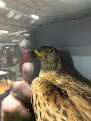 Lot 488 - Taxidermy; Red Kite, naturalistic black...