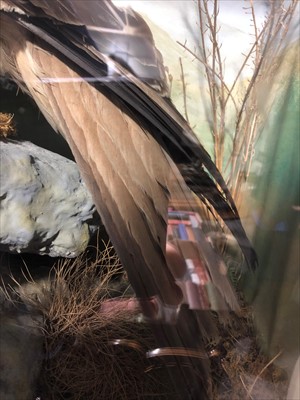 Lot 488 - Taxidermy; Red Kite, naturalistic black...