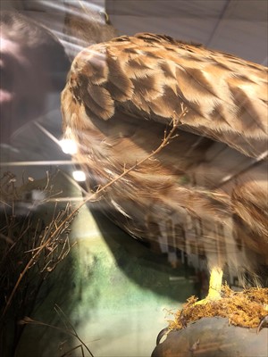 Lot 488 - Taxidermy; Red Kite, naturalistic black...