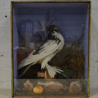 Lot 490 - Taxidermy; Feather-legged Pigeon, black...