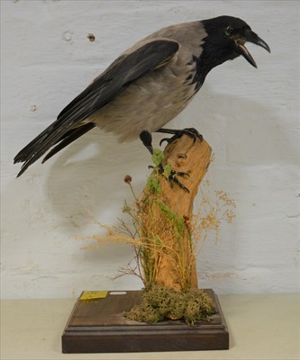 Lot 491 - Taxidermy; Hooded Crow, branch mount, by...