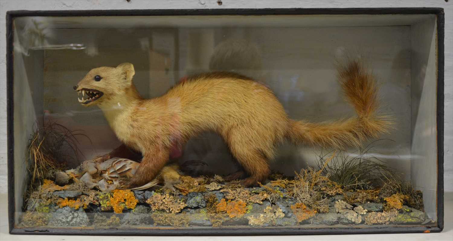 Lot 315 - Taxidermy; Pine Marten with kill, naturalistic...