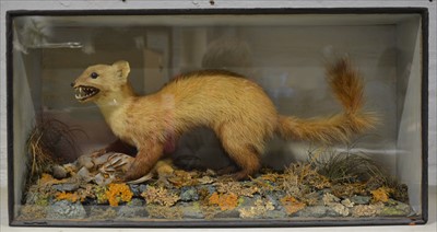 Lot 315 - Taxidermy; Pine Marten with kill, naturalistic...