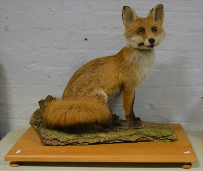 Lot 493 - Taxidermy; Fox vixen, rectangular plinth, 60cm.