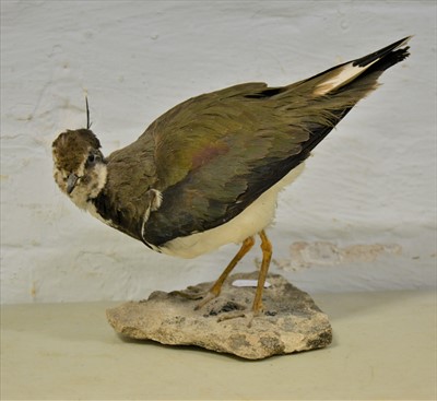 Lot 494 - Taxidermy; Lapwing (Pee-wit), naturalistic...