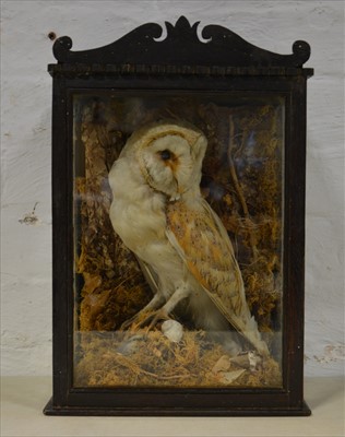 Lot 475 - Taxidermy; Barn Owl, glazed oak case, 43cm,...
