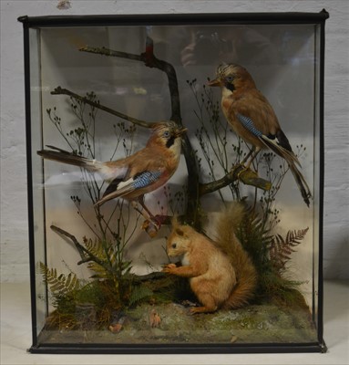 Lot 495 - Taxidermy; Two Jays and Red Squirrel, glazed...