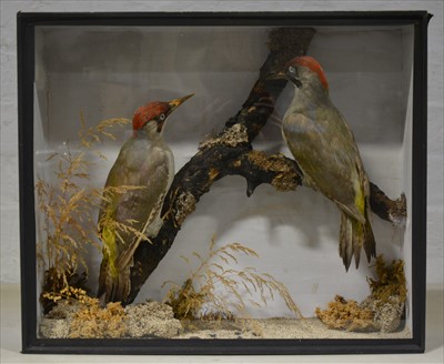 Lot 496 - Taxidermy; Pair of Woodpecker DOE092744,...