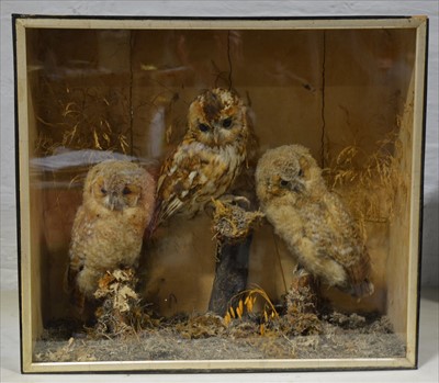 Lot 497 - Taxidermy; Three Owls, naturalistic glazed...
