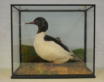 Lot 498 - Taxidermy; Goosander, glazed case, 52cm.