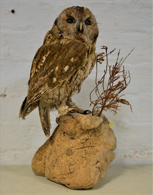 Lot 499 - Taxidermy: Tawny Owl on flotsam, DOE049649