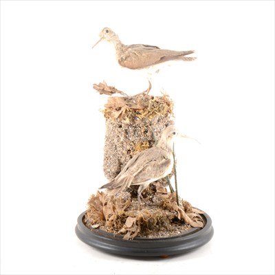 Lot 269 - Taxidermy: A Victorian arrangement of a pair of Sandpipers, ...