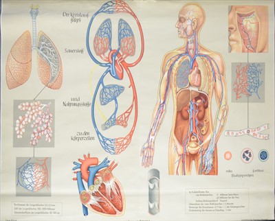 Lot 483 - A Large German educational school poster, depicting the respiratory system