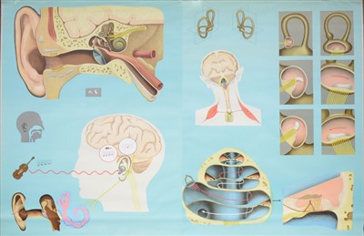 Lot 382 - A Large German educational school poster, depicting the ear canal system