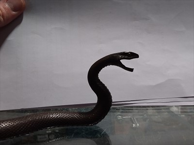 Lot 237 - A Japanese bronze model of a snake, probably Meiji
