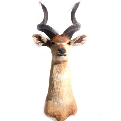 Lot 403 - Taxidermy: Head of a Kudu, overall height  91cm.