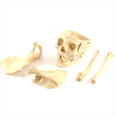 Lot 239 - An anatomical half skeleton, boxed.