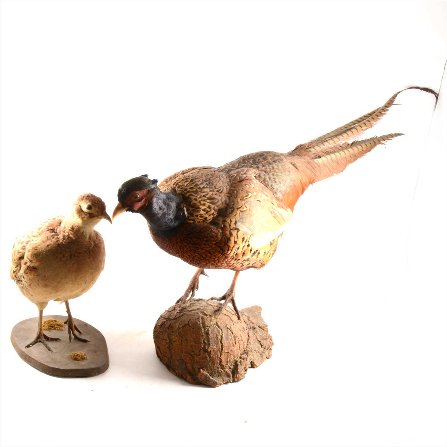 Lot 103 - Taxidermy - a mounted cock and hen pheasant on natural bases.
