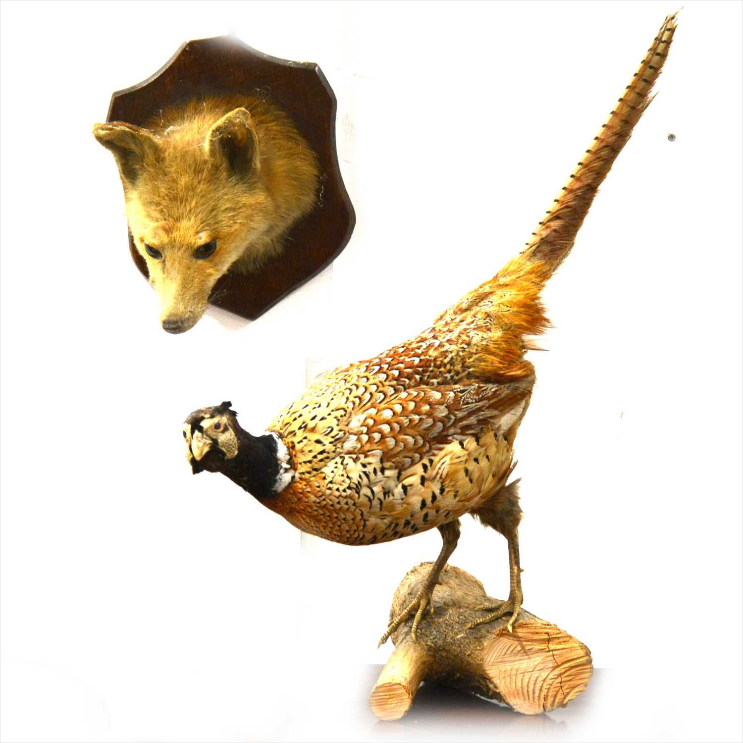 Lot 257 - Taxidermy: A Fox head trophy and a pheasant