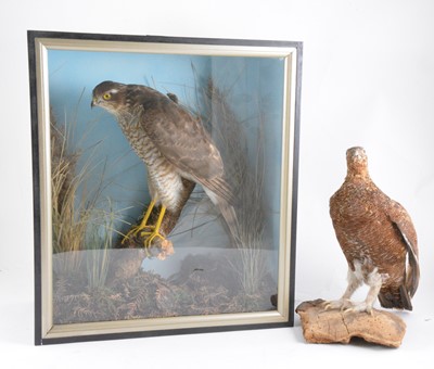 Lot 187 - Taxidermy: A Hawk, naturalistically presented in a case, 43cm x 38cm