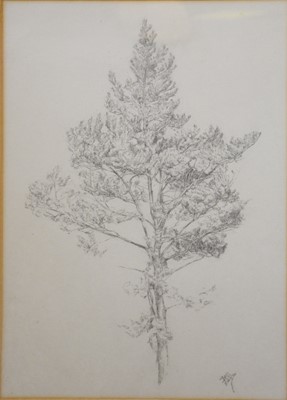 Lot 262 - HB, 
Study of a tree