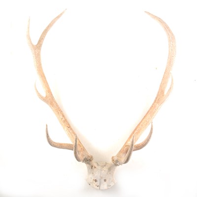 Lot 197 - A pair of antlers, unmounted