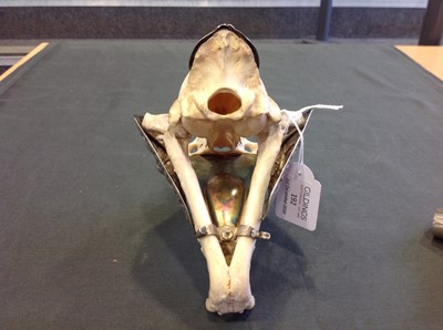 Lot 192 - Siam sterling silver and gilt mounted feline skull