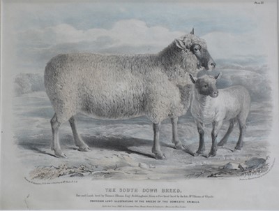 Lot 414 - Nicholson after Shiels, sheep prints and bird prints after Barraband