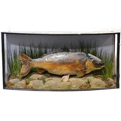 Lot 181 - Taxidermy: Rainbow Trout, naturalistically mounted in a bowfront glazed case