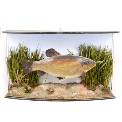 Lot 180 - Taxidermy: Trout, mounted in a bowfront glazed case