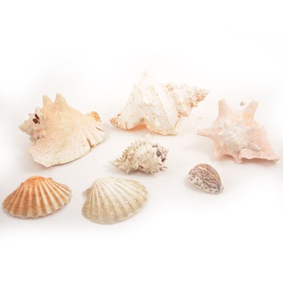 Lot 163 - A collection of shells