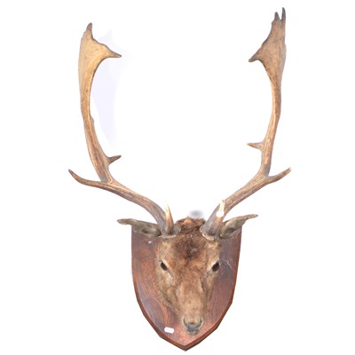 Lot 162 - Taxidermy: Stag's head, mounted on an oak shield-shape plaque.