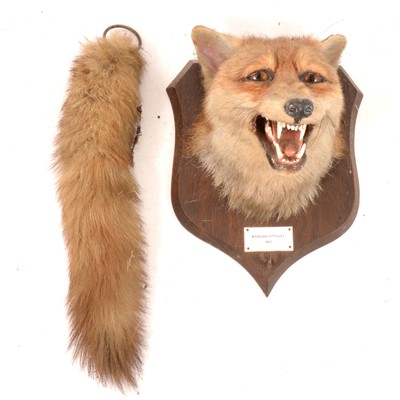Lot 207 - Fox mask hunting trophy, labelled Woodland Pytchley 1950.
