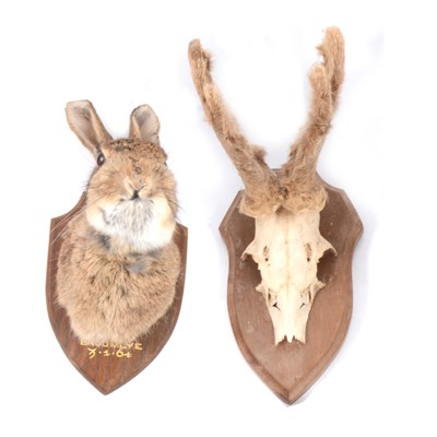 Lot 152 - Taxidermy: Hare's head and a deer antler skull mount