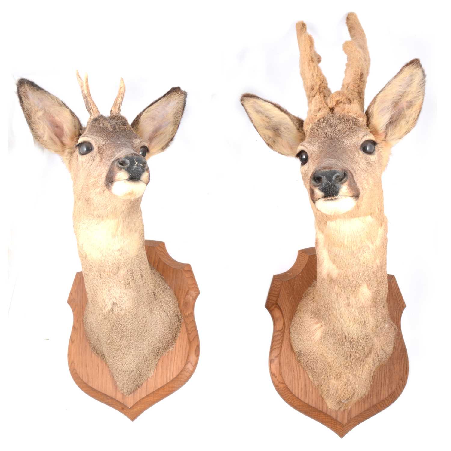 Lot 151 - Taxidermy: Pair of mounted deer heads