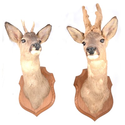 Lot 151 - Taxidermy: Pair of mounted deer heads