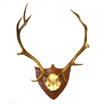 Lot 404 - Set of wall-mounted antlers