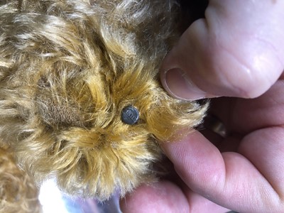 Lot 285 - Steiff Teddy bear, 'Grumbly' early 20th century golden long mohair fur.