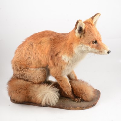 Lot 110 - Taxidermy Fox
