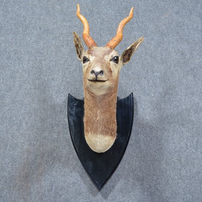 Lot 391 - Taxidermy: Antelope head, on a shield plaque.