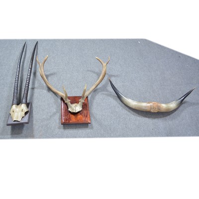 Lot 392 - Taxidermy horns