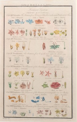 Lot 303 - [Alexander Hogg] four hand-coloured plates from System of Botany