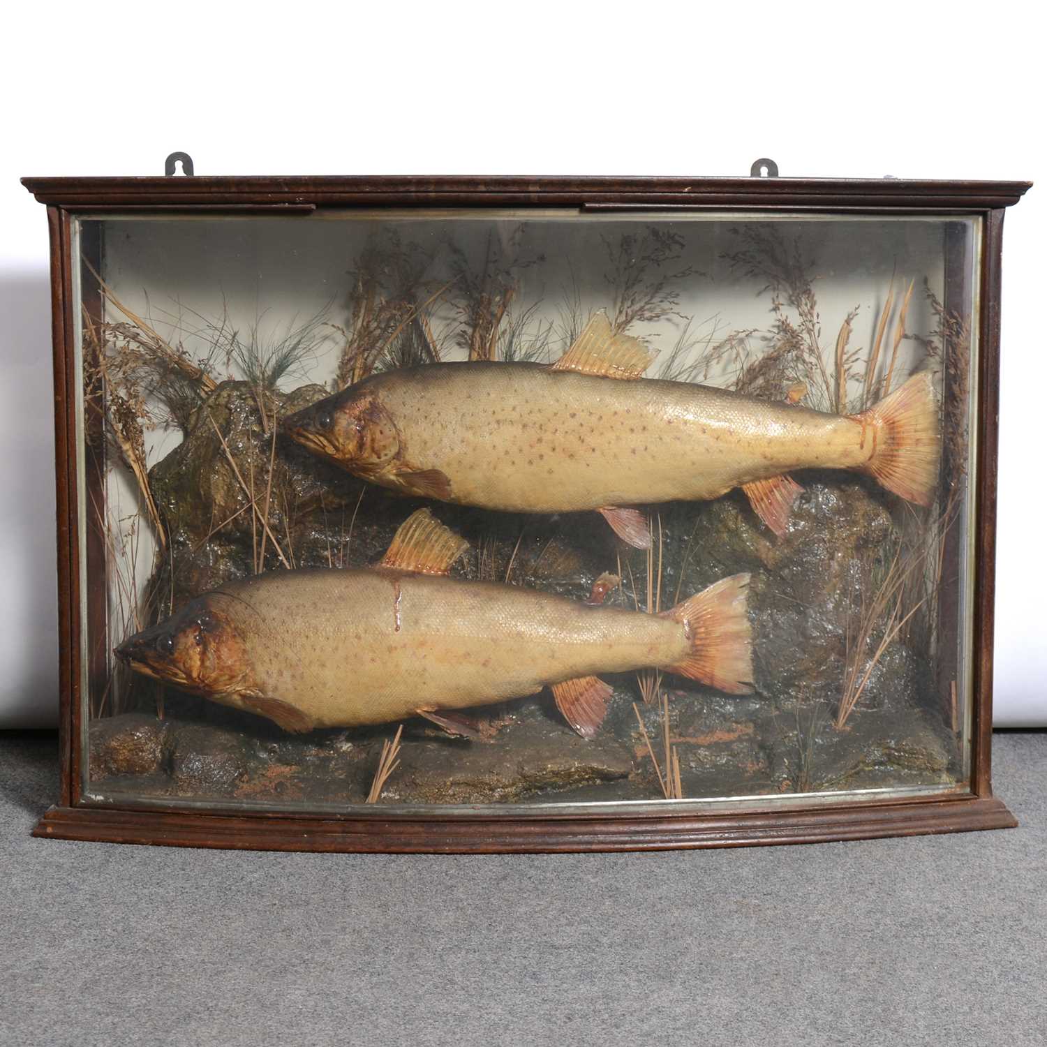Lot 101 - Taxidermy: A twin presentation of Trout, naturalistically mounted in a bowfront display case.