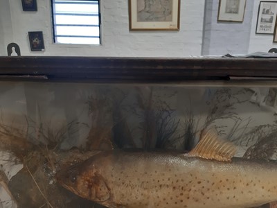 Lot 101 - Taxidermy: A twin presentation of Trout, naturalistically mounted in a bowfront display case.